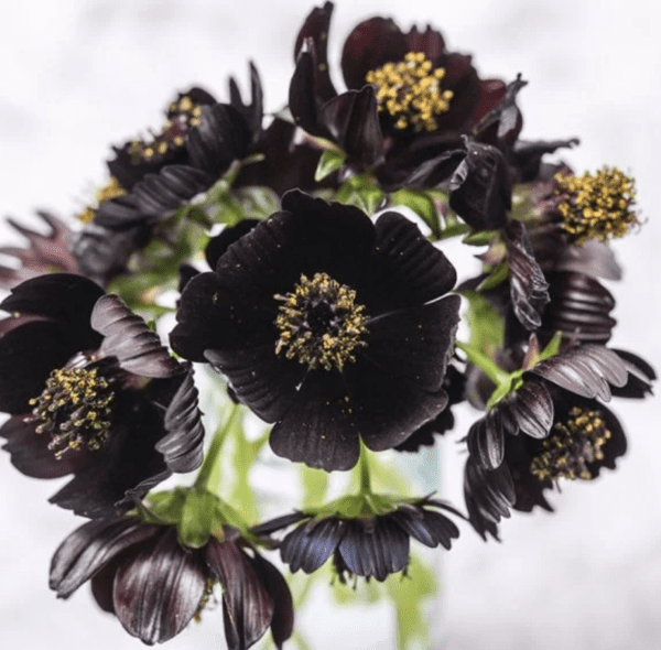 Cosmos - Black Magic (3.25" pot)